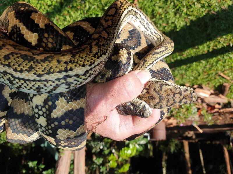 Coastal_Carpet_Python__Morelia_spilota_mcdowelli__626.jpg
