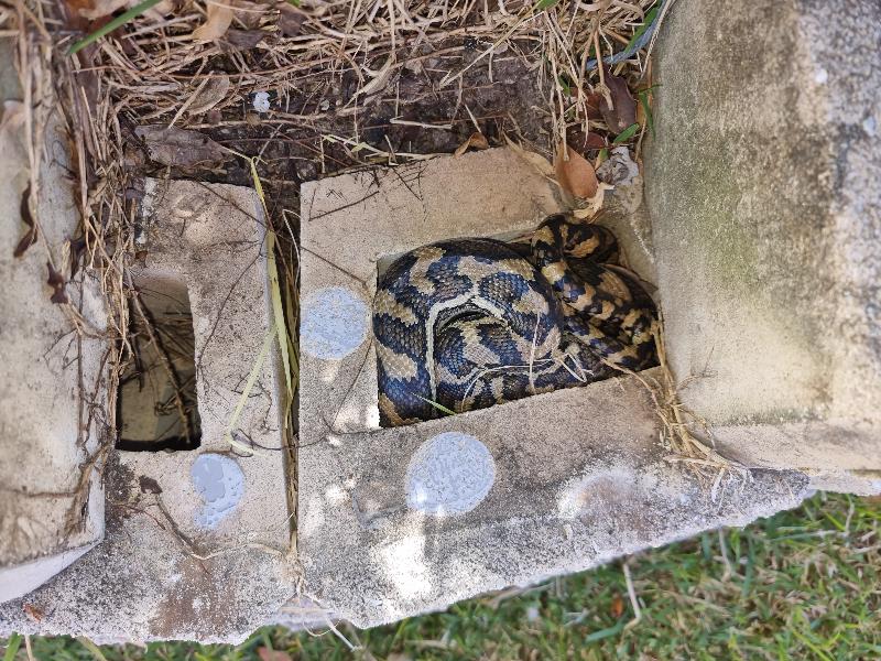 Coastal_Carpet_Python__Morelia_spilota_mcdowelli__638.jpg