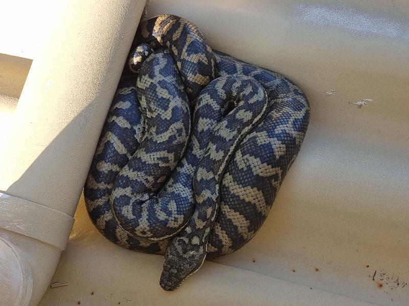 Coastal_Carpet_Python__Morelia_spilota_mcdowelli__643.jpg