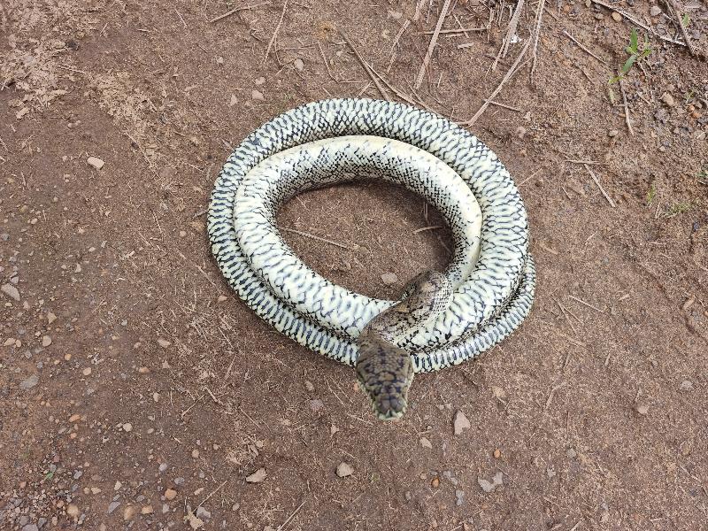 Coastal_Carpet_Python__Morelia_spilota_mcdowelli__647.jpg