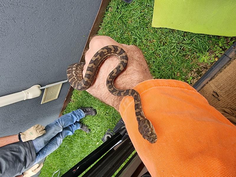Coastal_Carpet_Python__Morelia_spilota_mcdowelli__651.jpg