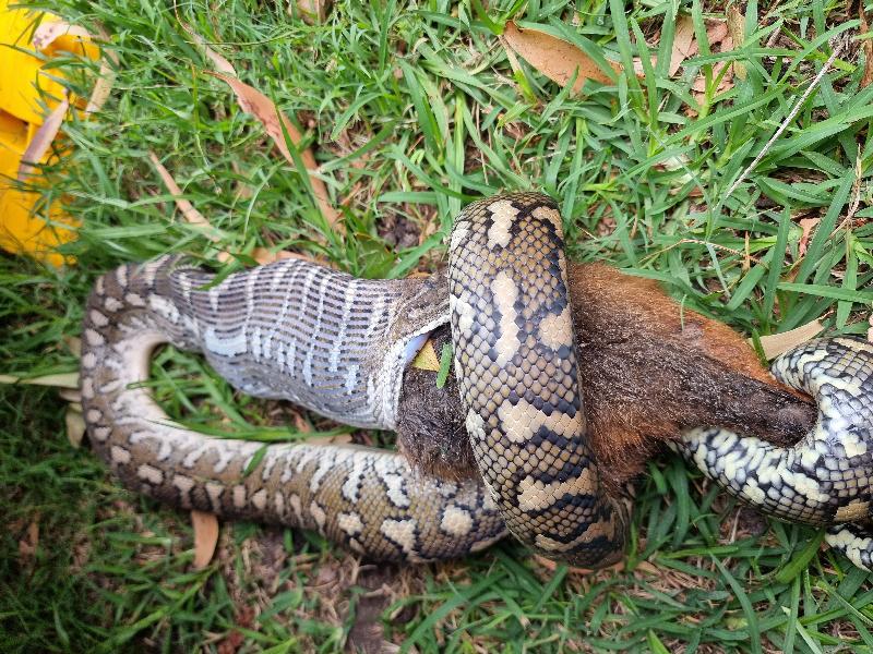 Coastal_Carpet_Python__Morelia_spilota_mcdowelli__666.jpg