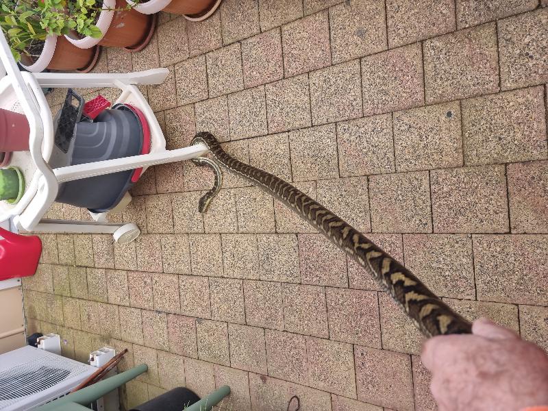 Coastal_Carpet_Python__Morelia_spilota_mcdowelli__670.jpg