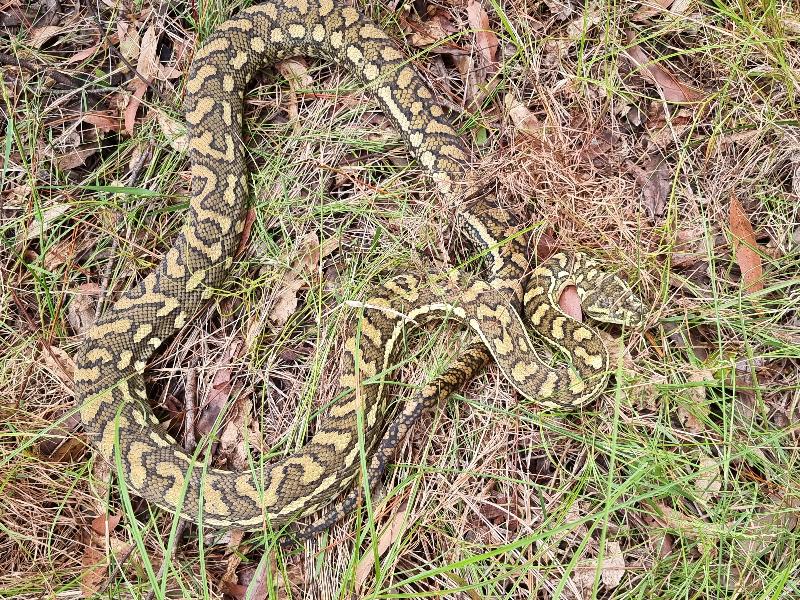 Coastal_Carpet_Python__Morelia_spilota_mcdowelli__675.jpg