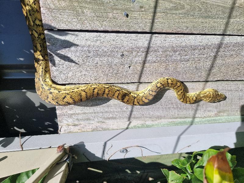 Coastal_Carpet_Python__Morelia_spilota_mcdowelli__686.jpg