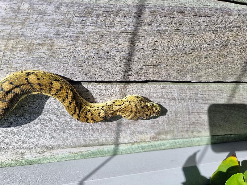 Coastal_Carpet_Python__Morelia_spilota_mcdowelli__687.jpg