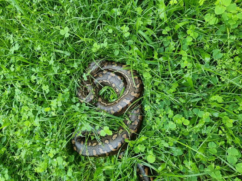 Coastal_Carpet_Python__Morelia_spilota_mcdowelli__694.jpg