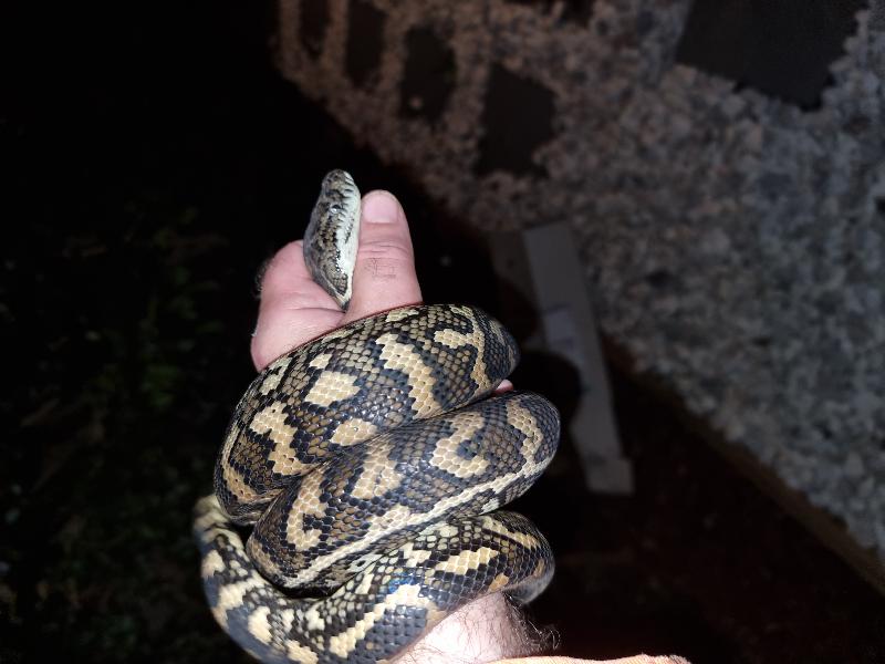Coastal_Carpet_Python__Morelia_spilota_mcdowelli__695.jpg