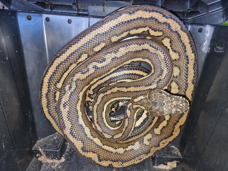 Coastal_Carpet_Python__Morelia_spilota_mcdowelli__697.jpg