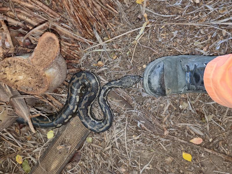 Coastal_Carpet_Python__Morelia_spilota_mcdowelli__707.jpg