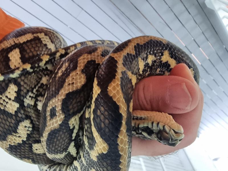 Coastal_Carpet_Python__Morelia_spilota_mcdowelli__709.jpg