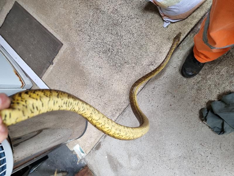 Coastal_Carpet_Python__Morelia_spilota_mcdowelli__718.jpg