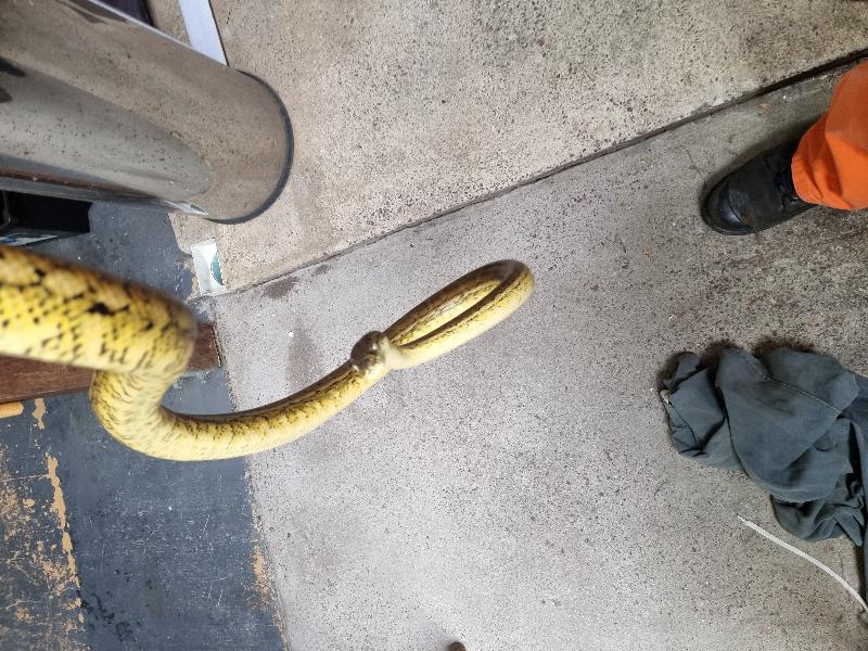 Coastal_Carpet_Python__Morelia_spilota_mcdowelli__720.jpg