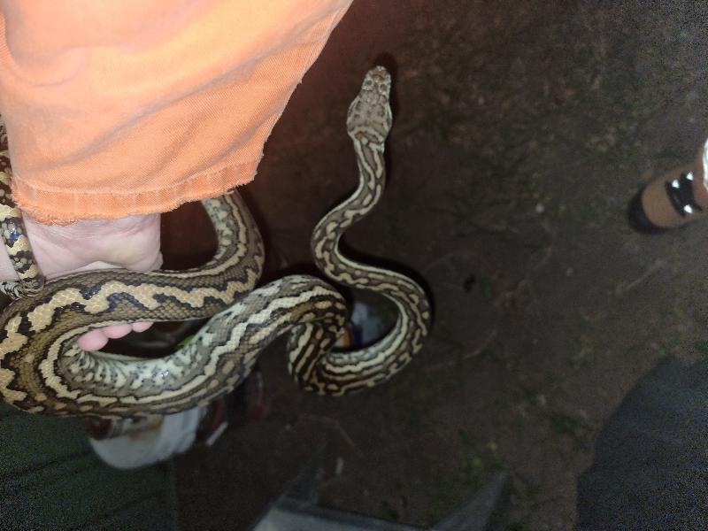 Coastal_Carpet_Python__Morelia_spilota_mcdowelli__738.jpg