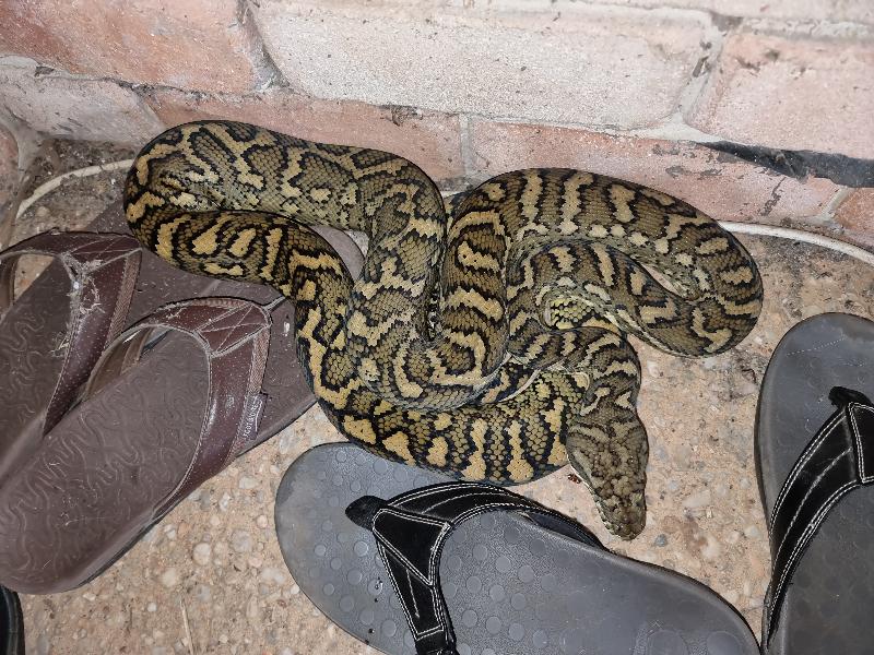 Coastal_Carpet_Python__Morelia_spilota_mcdowelli__745.jpg