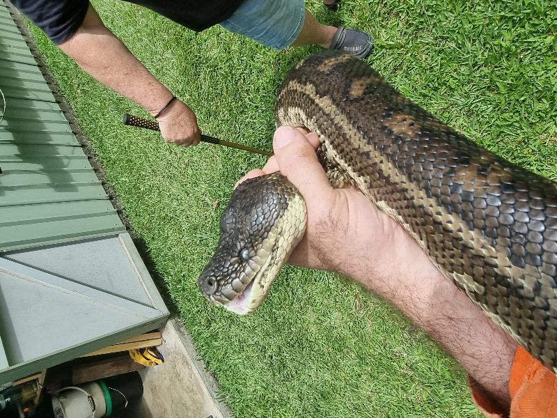 Coastal_Carpet_Python__Morelia_spilota_mcdowelli__755.jpg