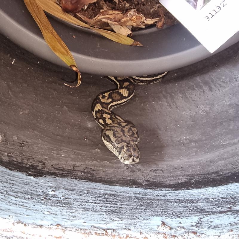 Coastal_Carpet_Python__Morelia_spilota_mcdowelli__767.jpg