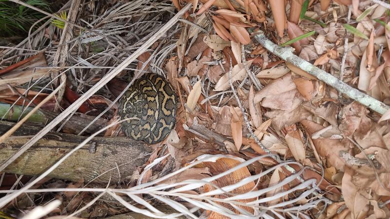 Coastal_Carpet_Python__Morelia_spilota_mcdowelli__778.jpg