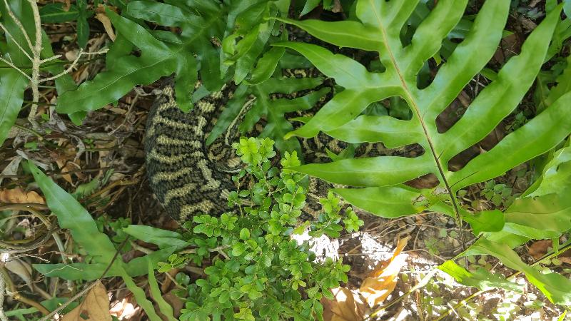 Coastal_Carpet_Python__Morelia_spilota_mcdowelli__789.jpg