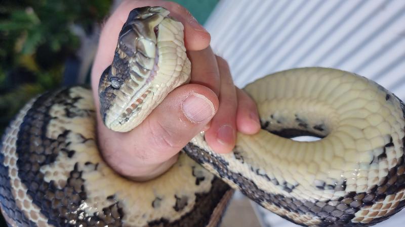 Coastal_Carpet_Python__Morelia_spilota_mcdowelli__797.jpg