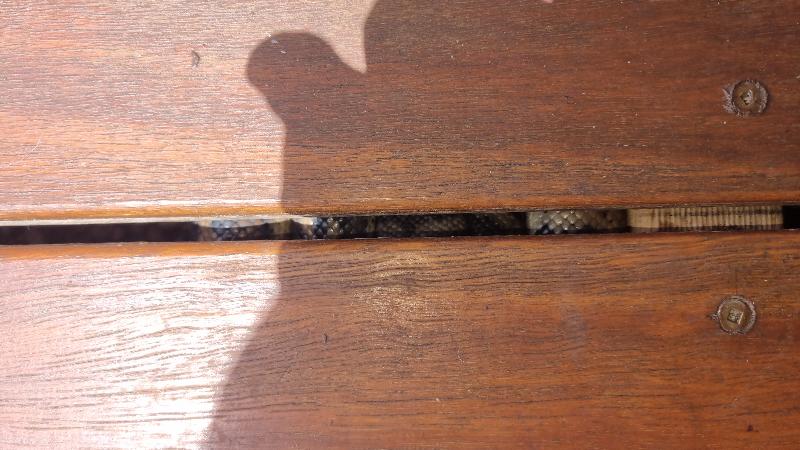 Coastal_Carpet_Python__Morelia_spilota_mcdowelli__823.jpg