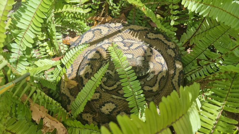 Coastal_Carpet_Python__Morelia_spilota_mcdowelli__824.jpg