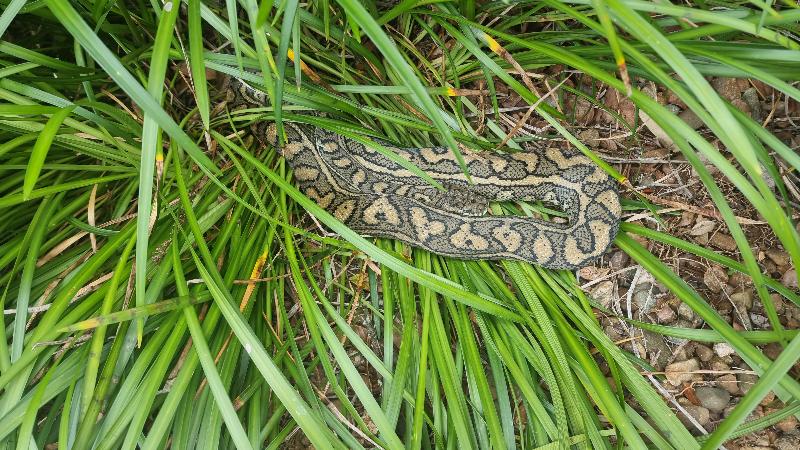 Coastal_Carpet_Python__Morelia_spilota_mcdowelli__826.jpg