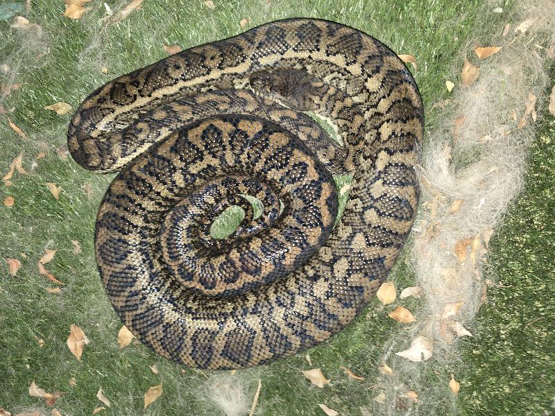 Coastal_Carpet_Python__Morelia_spilota_mcdowelli__868.jpg