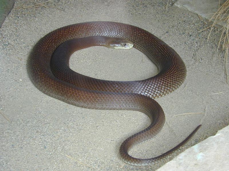 Coastal_Taipan__Oxyuranus_scutellatus__001.jpg