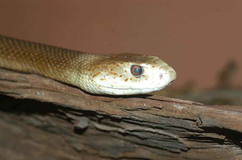 Coastal_Taipan__Oxyuranus_scutellatus__002.jpg