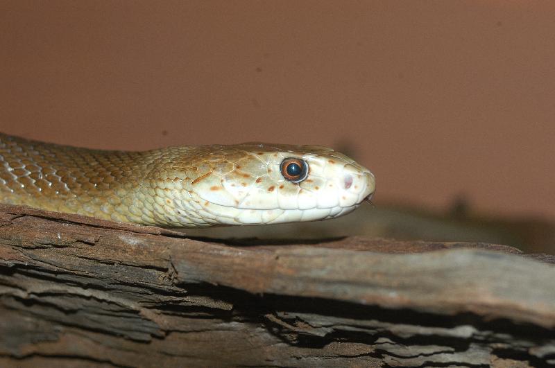 Coastal_Taipan__Oxyuranus_scutellatus__003.jpg