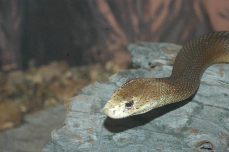 Coastal_Taipan__Oxyuranus_scutellatus__004.jpg