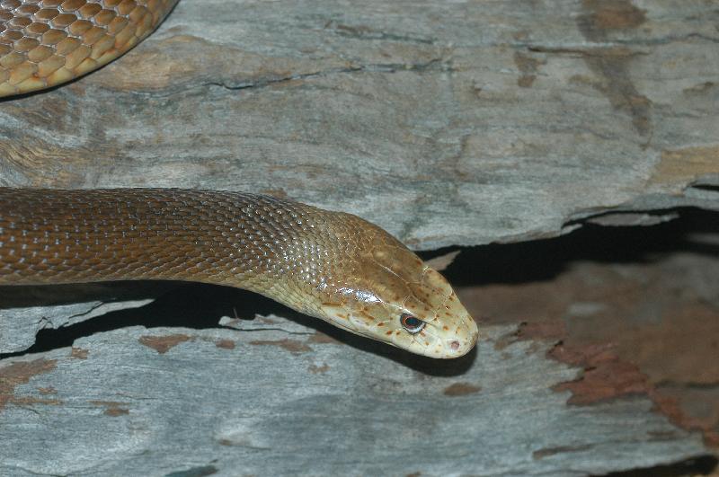 Coastal_Taipan__Oxyuranus_scutellatus__006.jpg