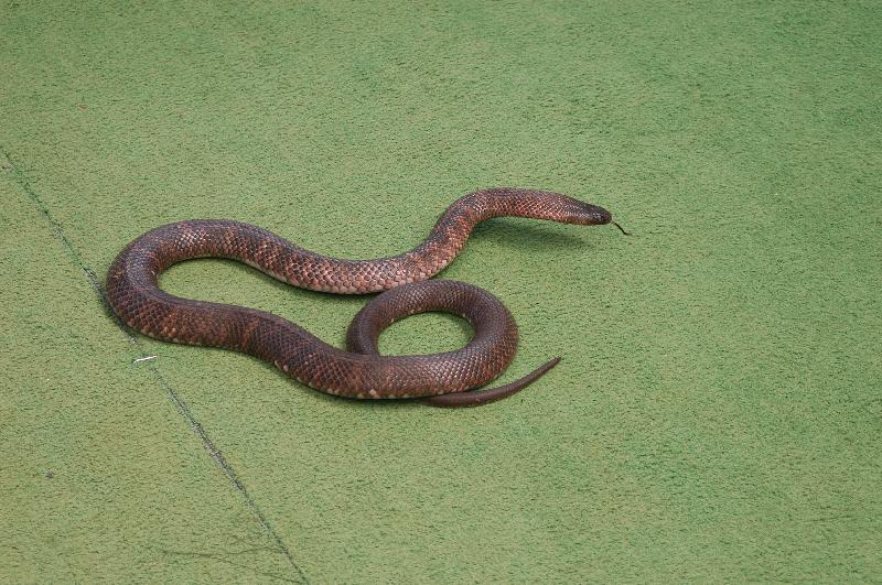 Collett's_Snake__Pseudechis_colletti__001.jpg