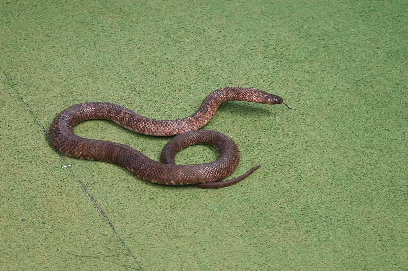 Collett's_Snake__Pseudechis_colletti__001.jpg