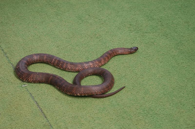 Collett's_Snake__Pseudechis_colletti__002.jpg