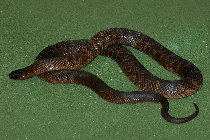 Collett's_Snake__Pseudechis_colletti__003.jpg