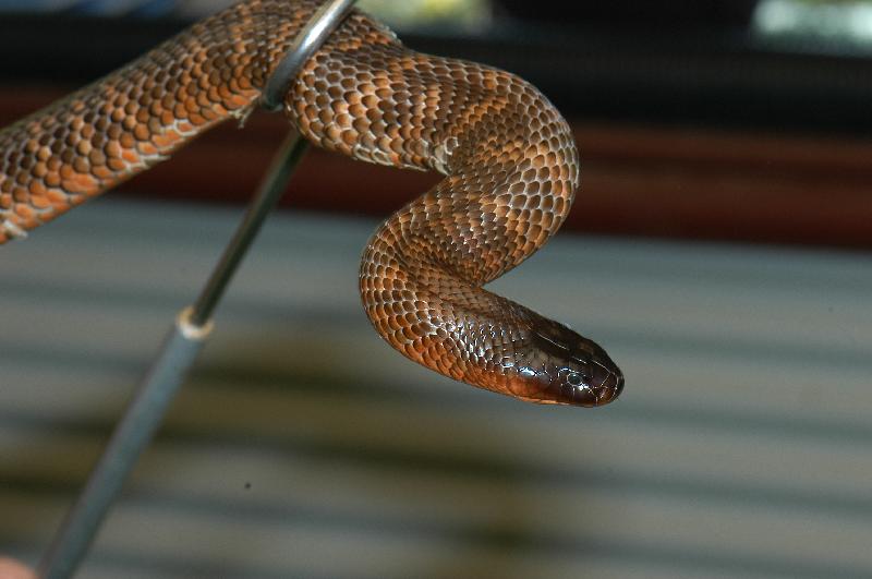 Collett's_Snake__Pseudechis_colletti__004.jpg