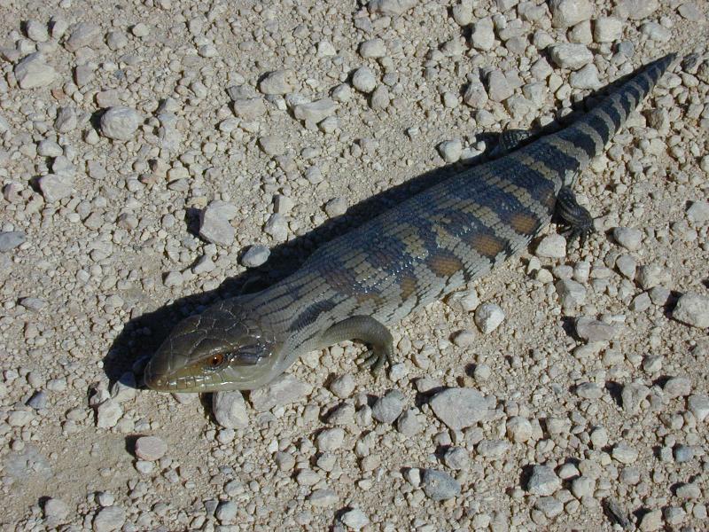 Common_Blue-Tongued_Skink__Tiliqua_scincoides__002.jpg