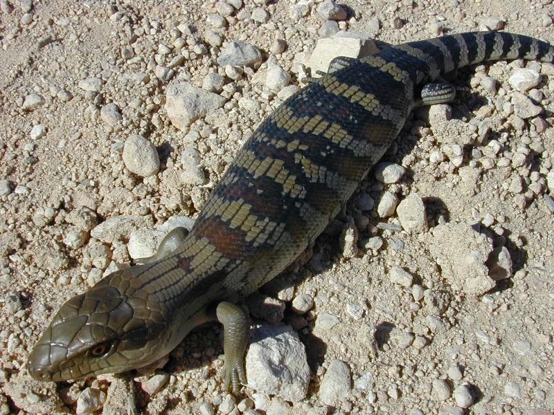 Common_Blue-Tongued_Skink__Tiliqua_scincoides__003.jpg