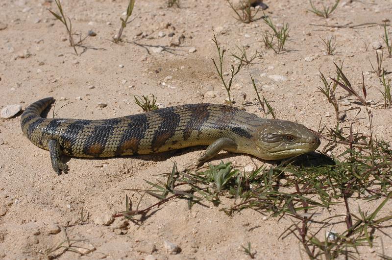 Common_Blue-Tongued_Skink__Tiliqua_scincoides__005.jpg