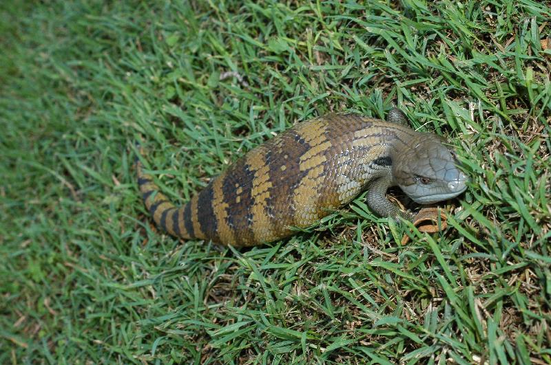 Common_Blue-Tongued_Skink__Tiliqua_scincoides__006.jpg