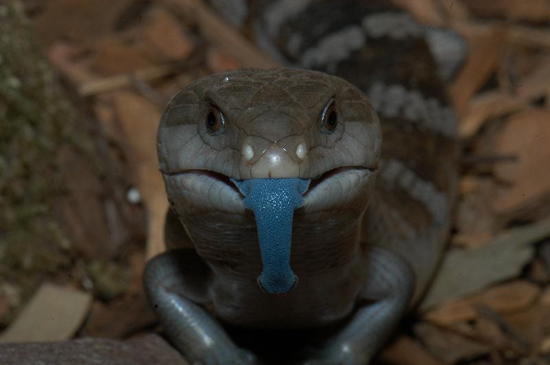 Common_Blue-Tongued_Skink__Tiliqua_scincoides__013.jpg