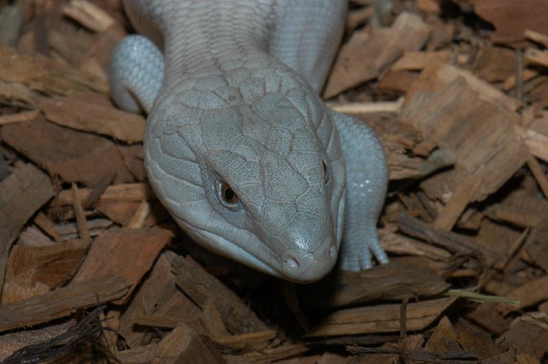 Common_Blue-Tongued_Skink__Tiliqua_scincoides__016.jpg