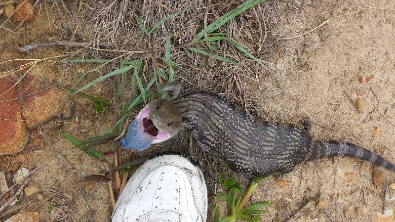 Common_Blue-Tongued_Skink__Tiliqua_scincoides__018.jpg