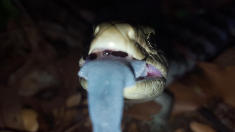 Common_Blue-Tongued_Skink__Tiliqua_scincoides__020.jpg