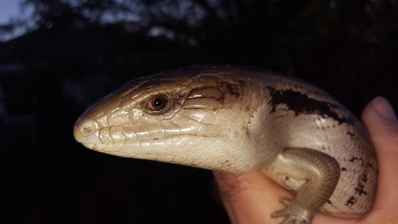 Common_Blue-Tongued_Skink__Tiliqua_scincoides__021.jpg