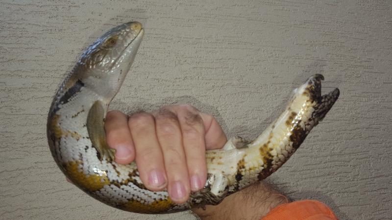 Common_Blue-Tongued_Skink__Tiliqua_scincoides__031.jpg