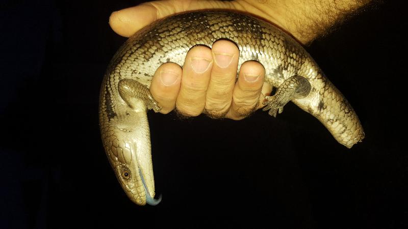 Common_Blue-Tongued_Skink__Tiliqua_scincoides__032.jpg