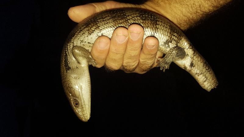 Common_Blue-Tongued_Skink__Tiliqua_scincoides__034.jpg